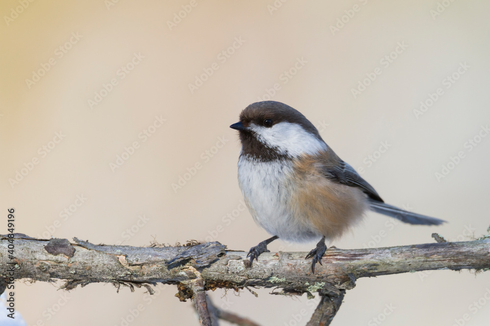 Bruinkopmees, Siberian Tit, Poecile cinctus Bruinkopmees, Siberian Tit, Poecile cinctus