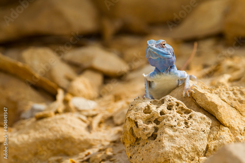 Sinai Agama, Pseudotrapelus sinaitus photo