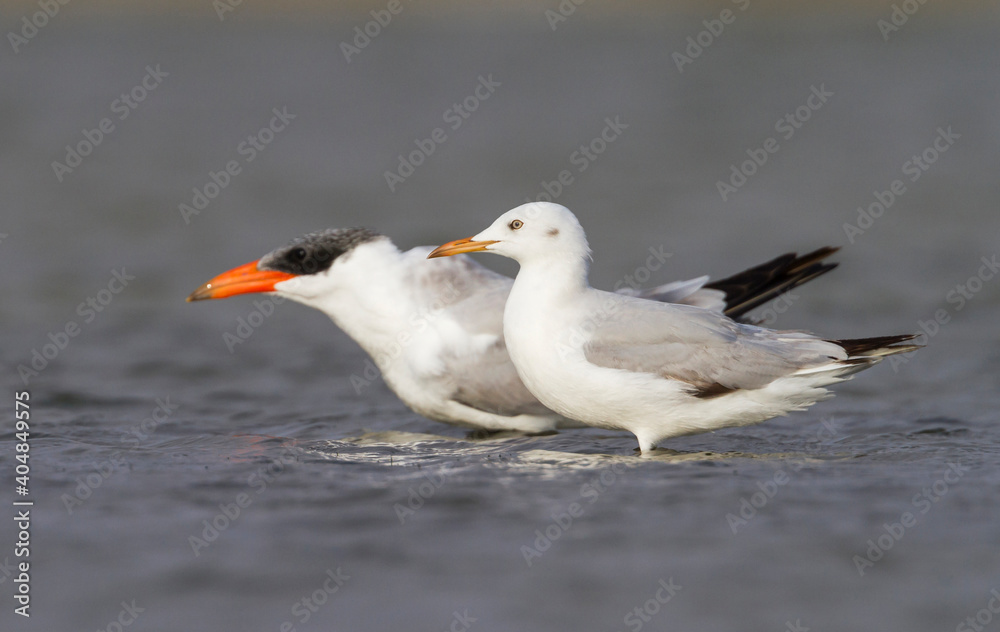 Dunbekmeeuw, Slender-billed Gull, Chroicocephalus genei Dunbekmeeuw, Slender-billed Gull, Chroicocephalus genei