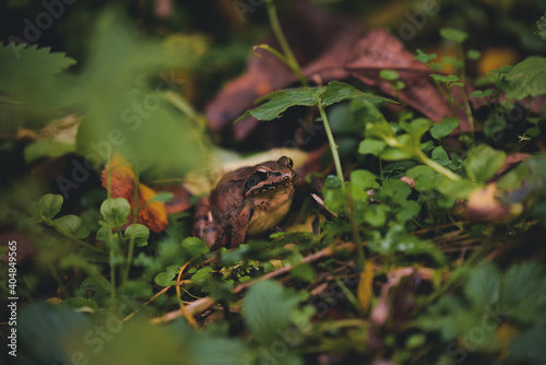 brown frog among the colorful autumn leaves. rana dalmatina camouflaged in nature among the blades of grass