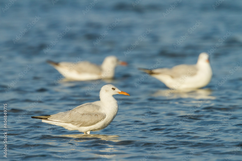 Dunbekmeeuw, Slender-billed Gull, Chroicocephalus genei Dunbekmeeuw, Slender-billed Gull, Chroicocephalus genei
