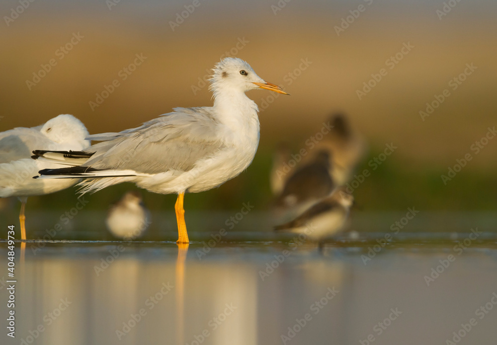Dunbekmeeuw, Slender-billed Gull, Chroicocephalus genei Dunbekmeeuw, Slender-billed Gull, Chroicocephalus genei