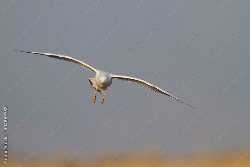 Dunbekmeeuw, Slender-billed Gull, Chroicocephalus genei Dunbekmeeuw, Slender-billed Gull, Chroicocephalus genei