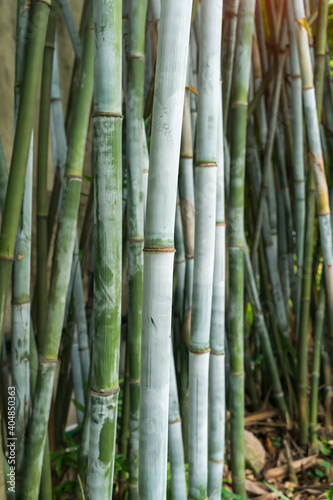 Fototapeta Naklejka Na Ścianę i Meble -  Bamboo branch in bamboo forest , Beautiful natural background.