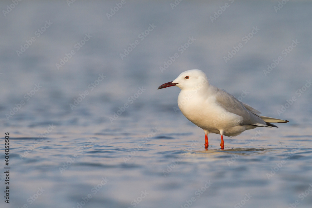 Dunbekmeeuw, Slender-billed Gull, Chroicocephalus genei Dunbekmeeuw, Slender-billed Gull, Chroicocephalus genei