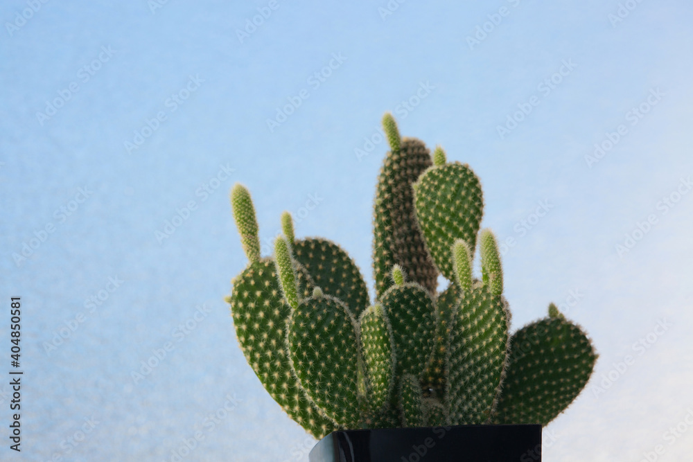 growing sprout of cactus growing sprout of cactus