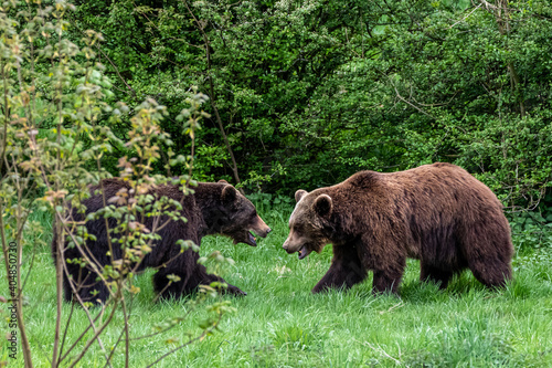 two adult brown bears fighting