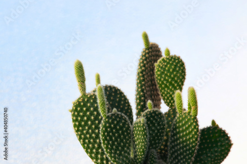 growing sprout of cactus