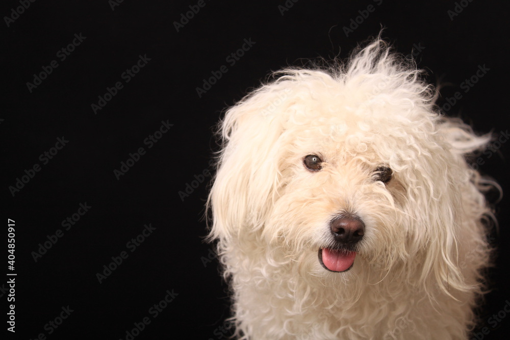 cute dog in photography studio