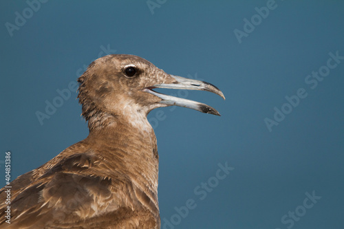 Hemprichs Meeuw, Sooty Gull, Ichthyaetus hemprichii photo