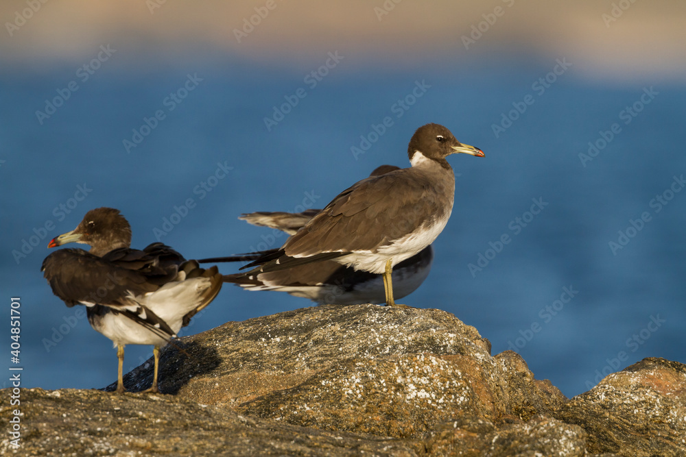 Hemprichs Meeuw, Sooty Gull, Ichthyaetus hemprichii Hemprichs Meeuw, Sooty Gull, Ichthyaetus hemprichii
