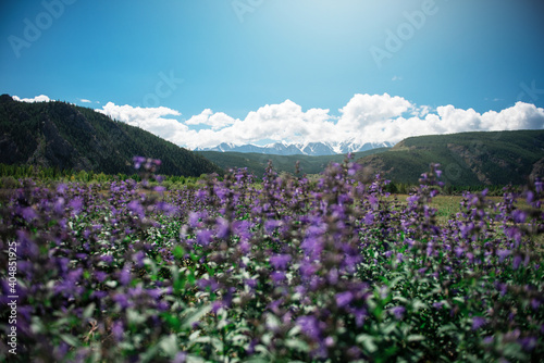 Summer landscape in Altai m...