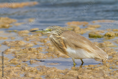 Ralreiger, Squacco Heron, Ardeola ralloides photo