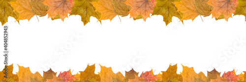 Seamless pattern, autumn maple leaves isolated on white background. Panoramic image with blank space for your text.