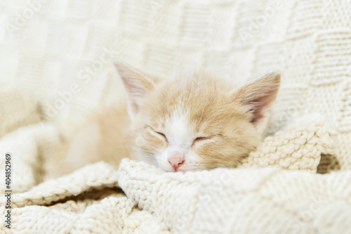 A little red kitten sleeps in a plaid. The concept is cozy and warm.
