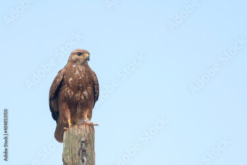 Steppe Buzzard, Steppebuizerd, Buteo buteo vulpinus photo
