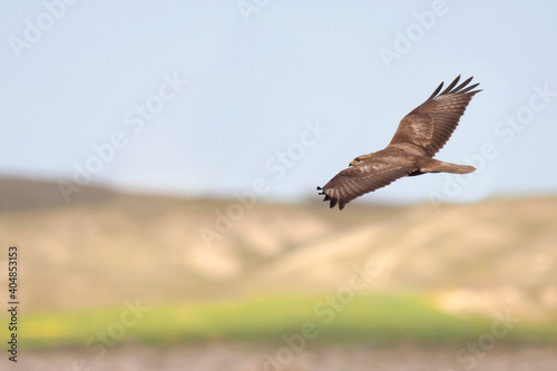 Steppe Buzzard, Steppebuizerd, Buteo buteo vulpinus photo