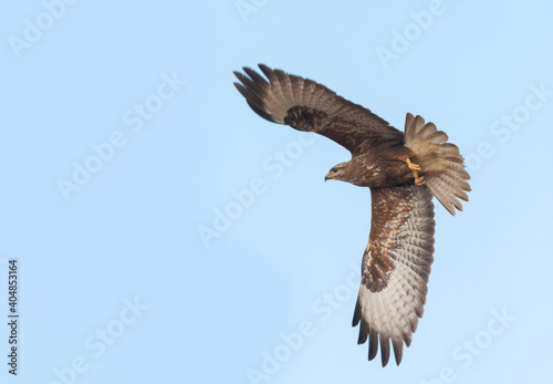 Steppebuizerd, Steppe Buzzard, Buteo buteo vulpinus photo
