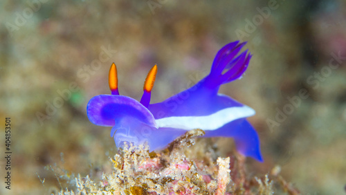 Colorful nudibranch sea slug on coral reef