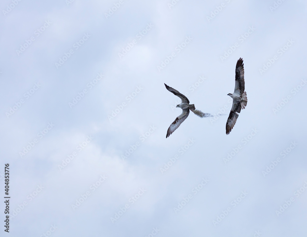OSPREY - AGUILA PESCADORA (Pandion haliaetus) also called sea hawk, river hawk, and fish hawk, Florida, Usa, América OSPREY - AGUILA PESCADORA (Pandion haliaetus) also called sea hawk, river hawk, and fish hawk, Florida, Usa, América