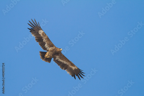 Steppe Eagle  Aquila Nipalensis © AGAMI