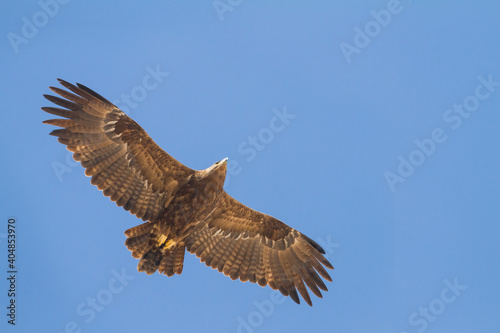 Steppe Eagle  Aquila Nipalensis © AGAMI