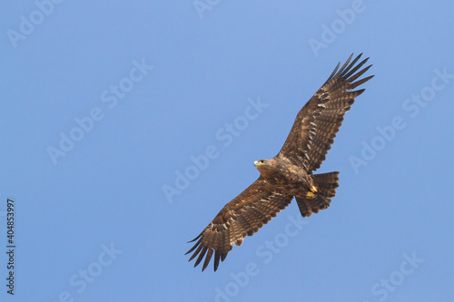 Steppe Eagle  Aquila Nipalensis