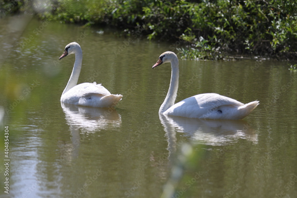 swans in the lake swans in the lake