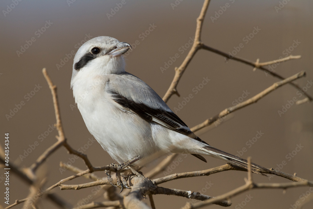 Steppe Grey Shrike; Lanius excubitor ssp. pallidirostris Steppe Grey Shrike; Lanius excubitor ssp. pallidirostris
