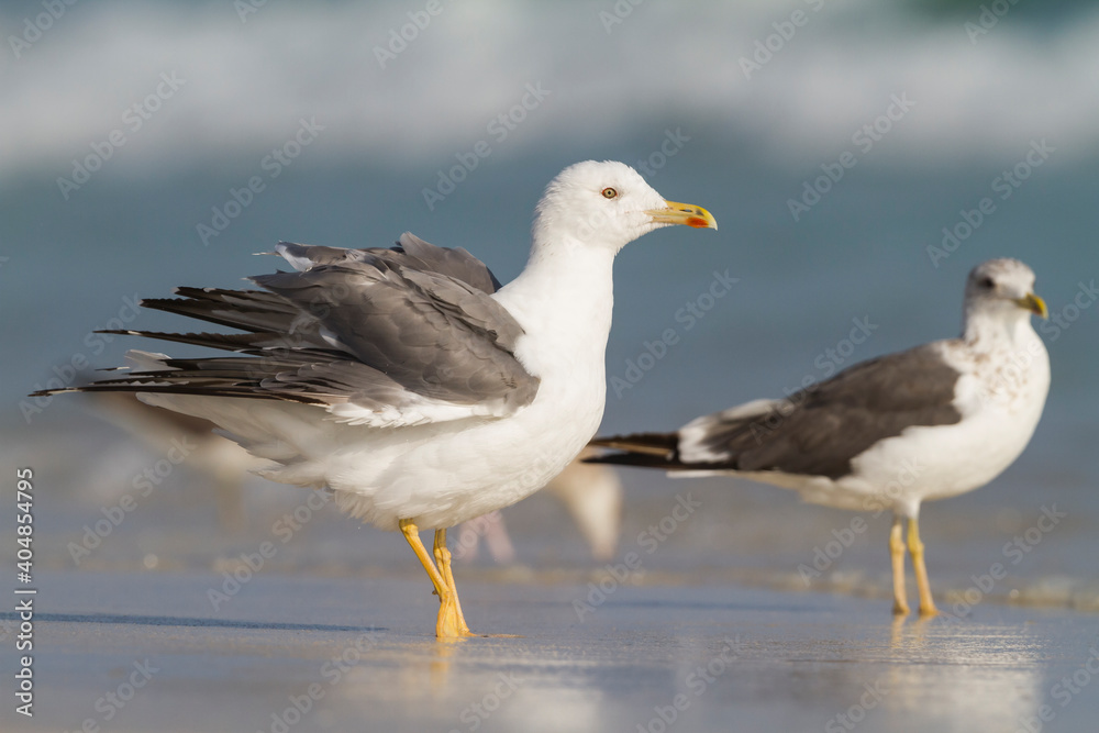 Steppemeeuw, Steppe Gull, Larus barabensis Steppemeeuw, Steppe Gull, Larus barabensis