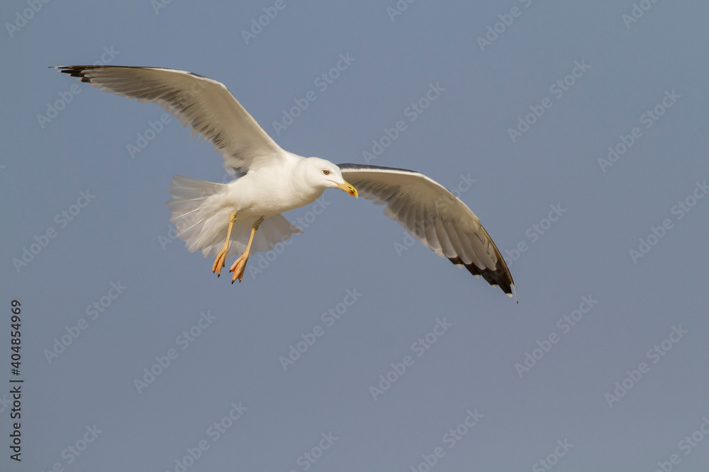 Steppemeeuw, Steppe Gull, Larus barabensis