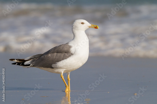 Steppemeeuw, Steppe Gull, Larus barabensis © AGAMI