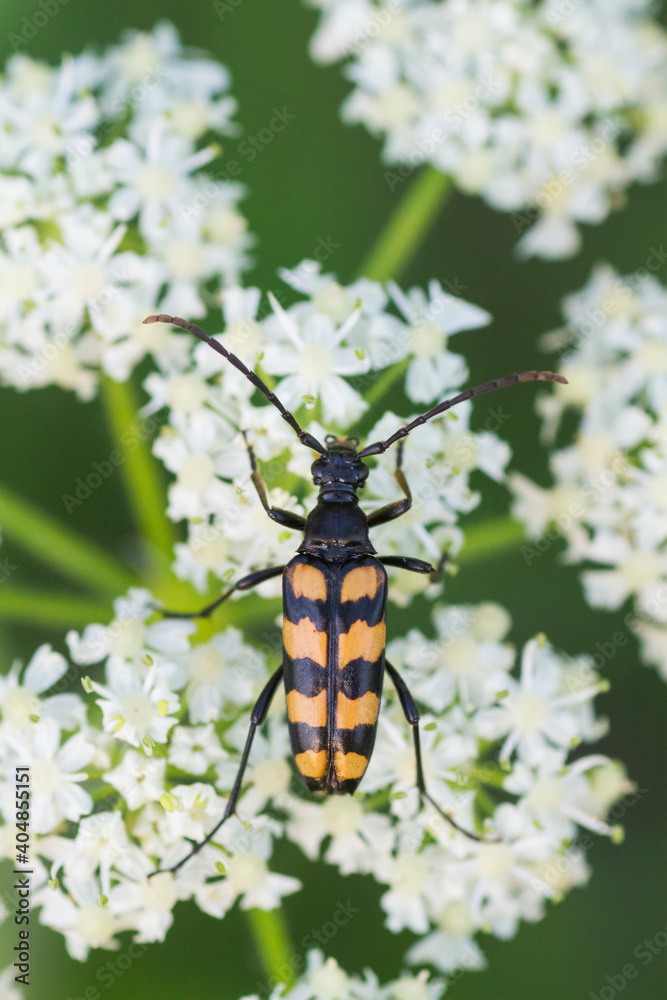Fototapeta premium Gevlekte Smalboktor, Longhorn Beetle, Strangalia quadrifasciata