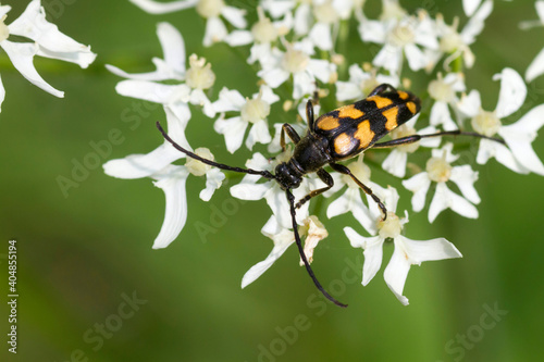 Gevlekte Smalboktor, Longhorn Beetle, Strangalia quadrifasciata photo