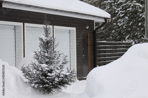 snow covered house with spruce © Elena