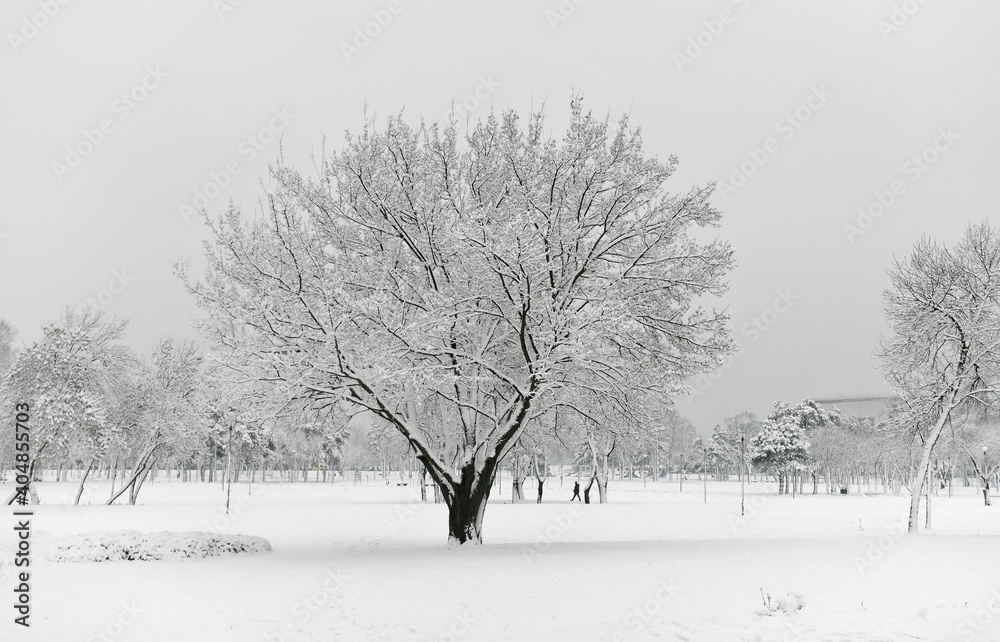 Fototapeta premium Beautiful snowy winter landscape