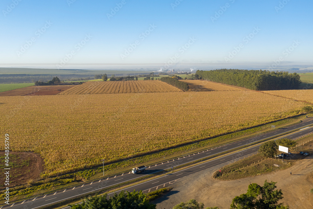 corn and eucalyptus plantation next to highway at dawn