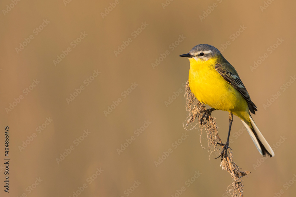 Fototapeta premium Sykes's Gele Kwikstaart, Sykes's Yellow Wagtail, Motacilla flava beema