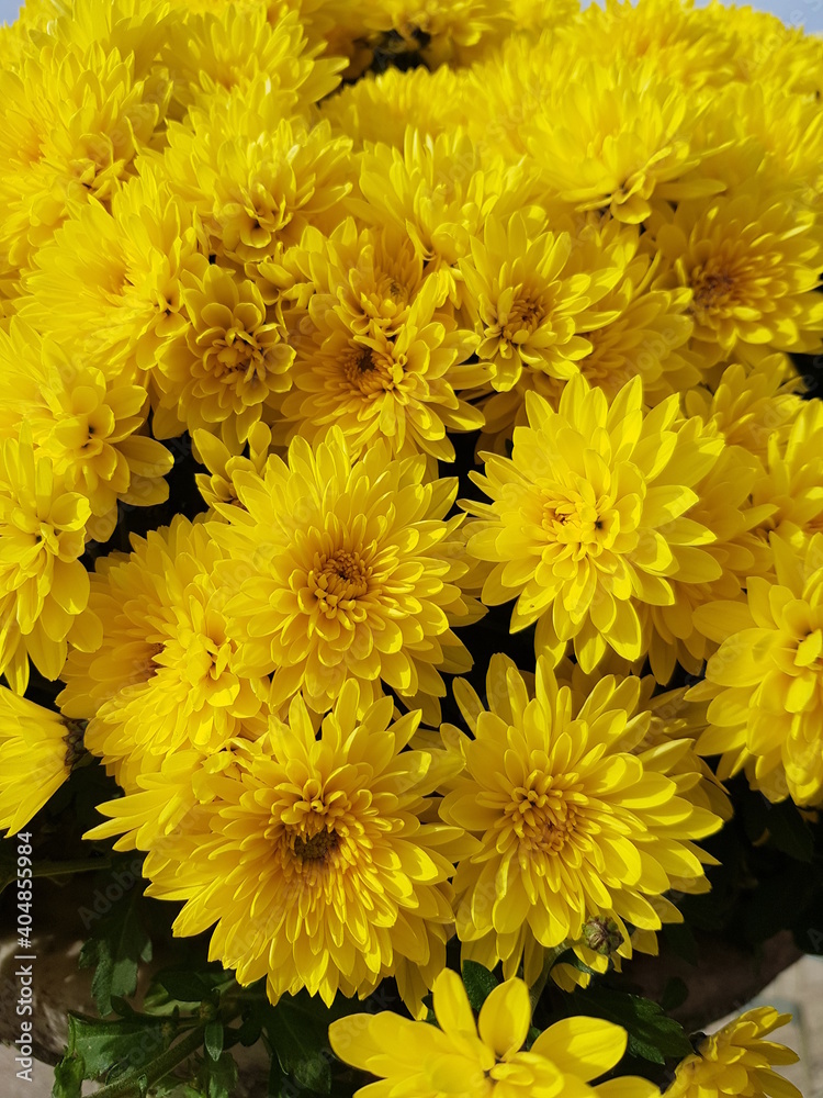Obraz premium yellow flowers in automn