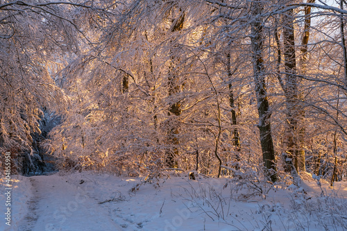 Snow-covered trees in the evening light in the forest in Taunus / Germany © fotografci