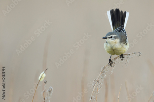 Sykes's Gele Kwikstaart, Sykes's Yellow Wagtail, Motacilla flava beema photo