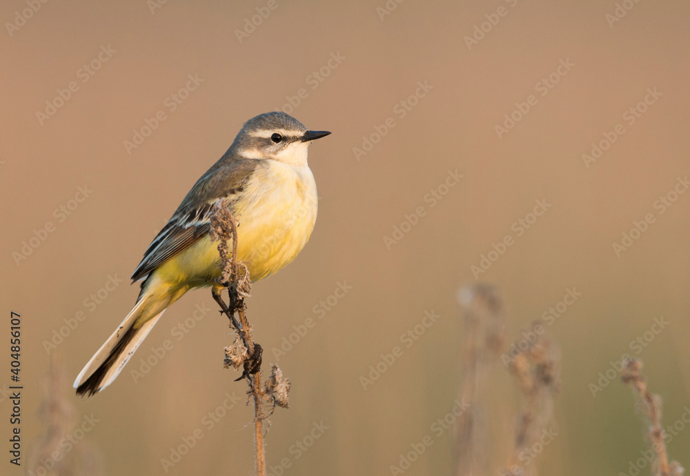 Sykes's Gele Kwikstaart, Sykes's Yellow Wagtail, Motacilla flava beema Sykes's Gele Kwikstaart, Sykes's Yellow Wagtail, Motacilla flava beema