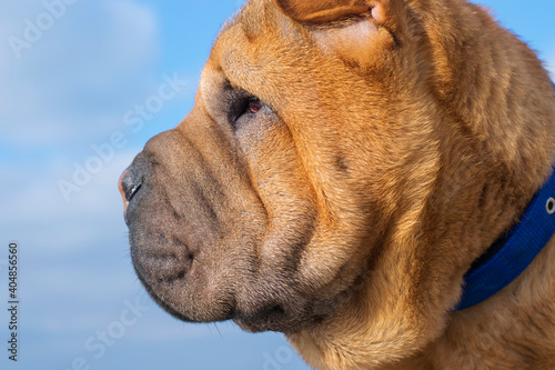 Profile of a Shar Pei puppy close-up on a blue background.