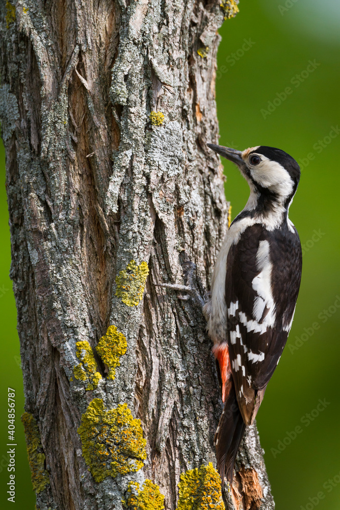 Fototapeta premium Syrische Bonte Specht, Syrian Woodpecker, Dendrocopos syriacus