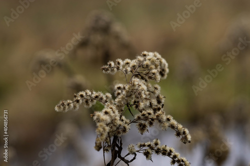 dry plant in the park in winter