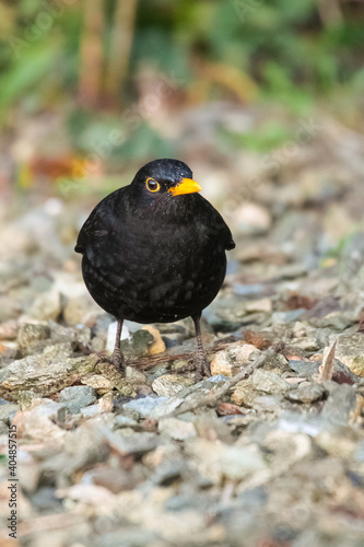 Close up of Blackbird © Antonia