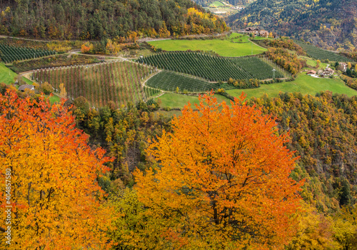 Red cherry trees in autumn color the country road around Isarco Valley in South Tyrol, norther italy - Eisacktal valley -
