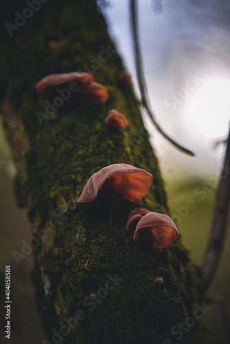 auriculariaceae mushroom on the trunk. wood ear fungus growing in the wild. tasty natural vegan food