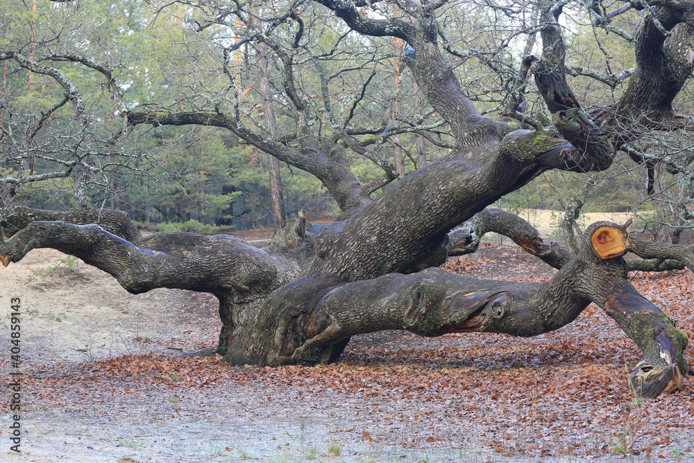old oak tree old oak tree