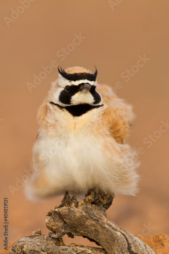 Temmincks Strandleeuwerik, Temminck's Lark, Eremophila bilopha photo